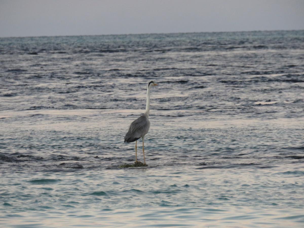 Golhaa View Inn By Tes Thulusdhoo Kültér fotó