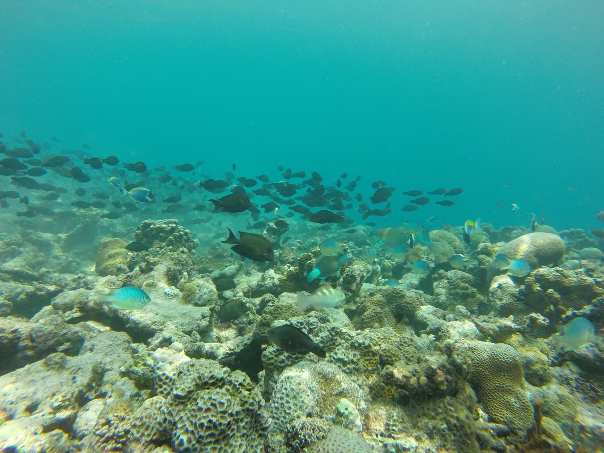 Golhaa View Inn By Tes Thulusdhoo Kültér fotó